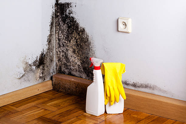 Best Mold Prevention Services  in Mayville, NY